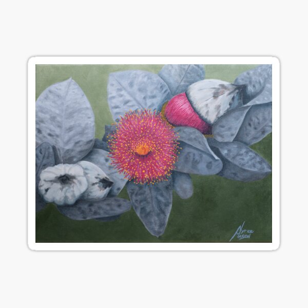 Eucalyptus Macrocarpa Sticker