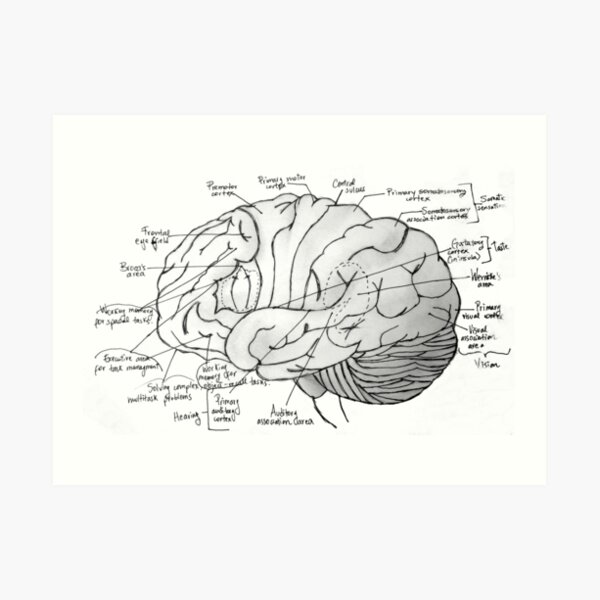 "Labeled Brain" Art Print for Sale by Bellatora | Redbubble