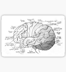 Labeled Brain Sticker