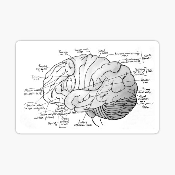Labeled Brain Sticker