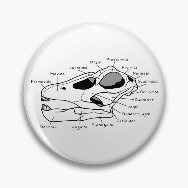 Item preview, Apatosaurus Skull (Labeled) designed and sold by peltigaan.