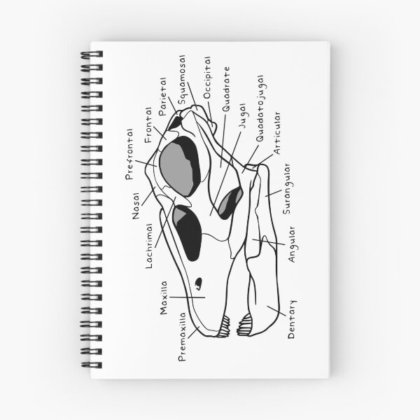 Item preview, Apatosaurus Skull (Labeled) designed and sold by peltigaan.