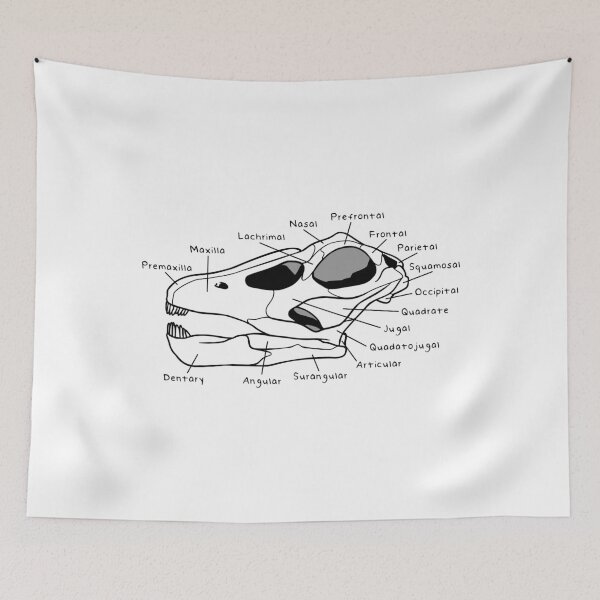 Item preview, Apatosaurus Skull (Labeled) designed and sold by peltigaan.