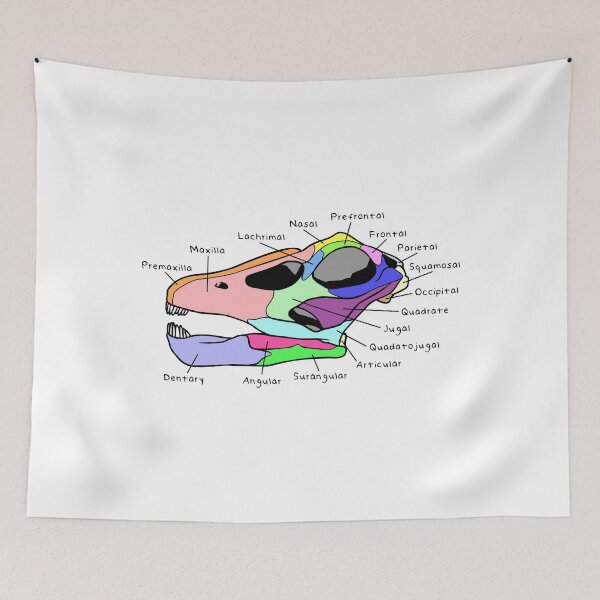 Item preview, Apatosaurus Skull (Colored & Labeled) designed and sold by peltigaan.