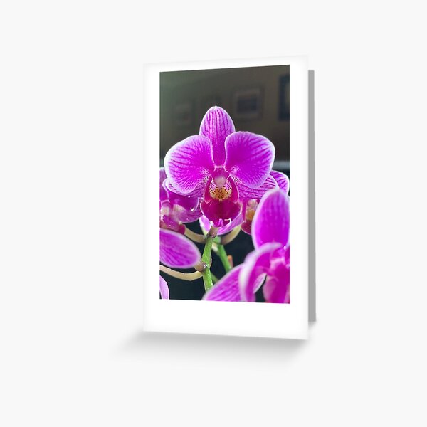 Tarjetas de felicitación: Orquidea Morada | Redbubble