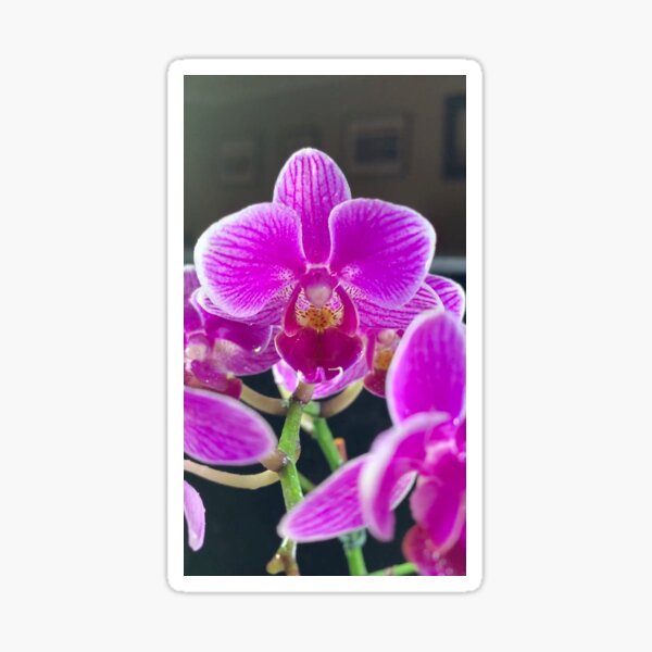 Purple Orchid By Yannis Lobaina Sticker