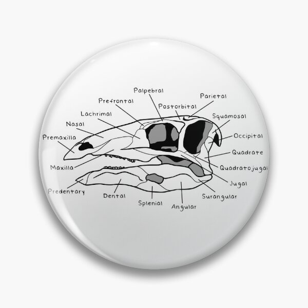 Item preview, Stegosaurus Skull (Labeled) designed and sold by peltigaan.