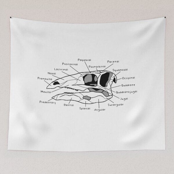 Item preview, Stegosaurus Skull (Labeled) designed and sold by peltigaan.