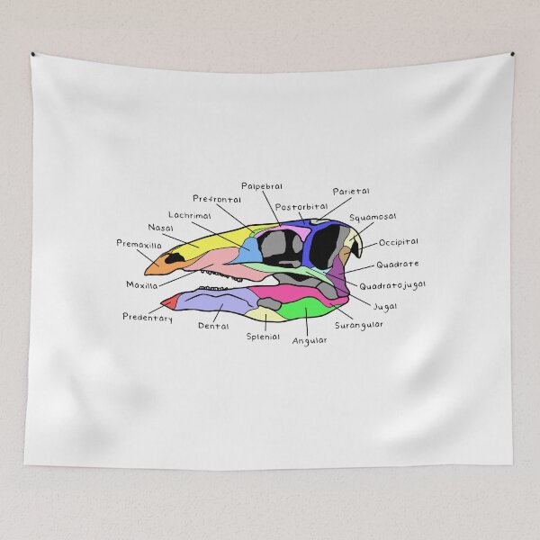 Item preview, Stegosaurus Skull (Colored & Labeled) designed and sold by peltigaan.