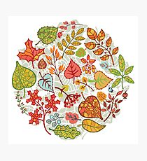 Circle composition with Autumn leaves,branches,berries Photographic Print