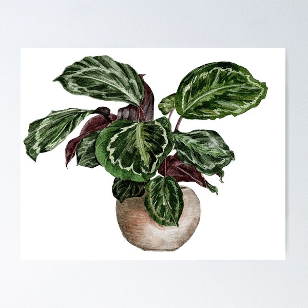 Item preview, Beautiful Calathea Medallion designed and sold by Mechanical-Artt.
