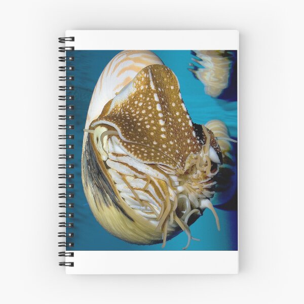 Item preview, Chambered Nautilus designed and sold by Wernher Krutein.