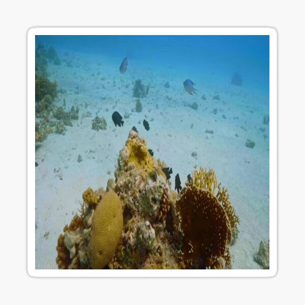 amazing underwater world species of beautiful coral Sticker