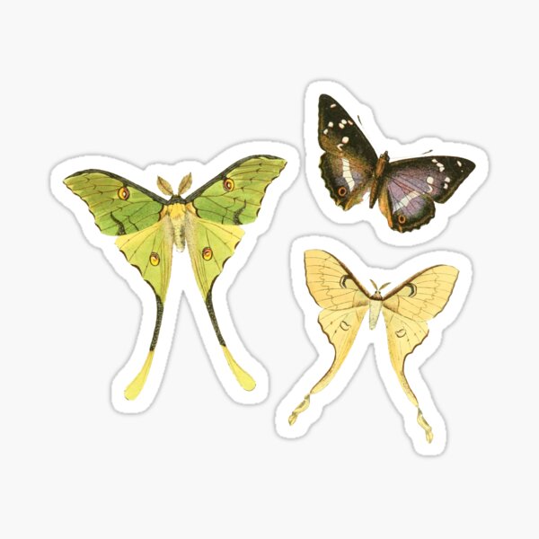 Aesthetic Autumn Moth Sticker – Big Moods