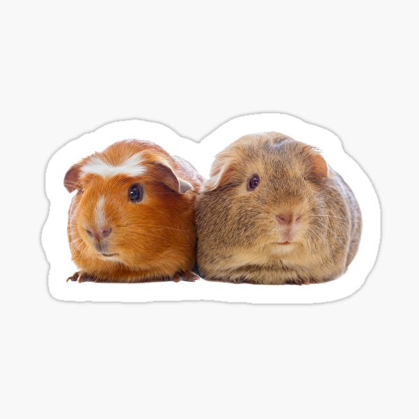 Two adorable guinea pigs Sticker