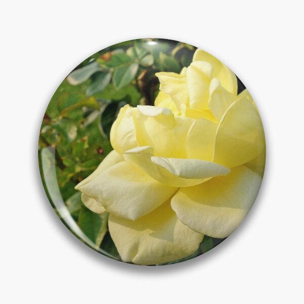 Item preview, Duluth Rose Gardens Rose Study 7 designed and sold by Robert Meyers-Lussier.