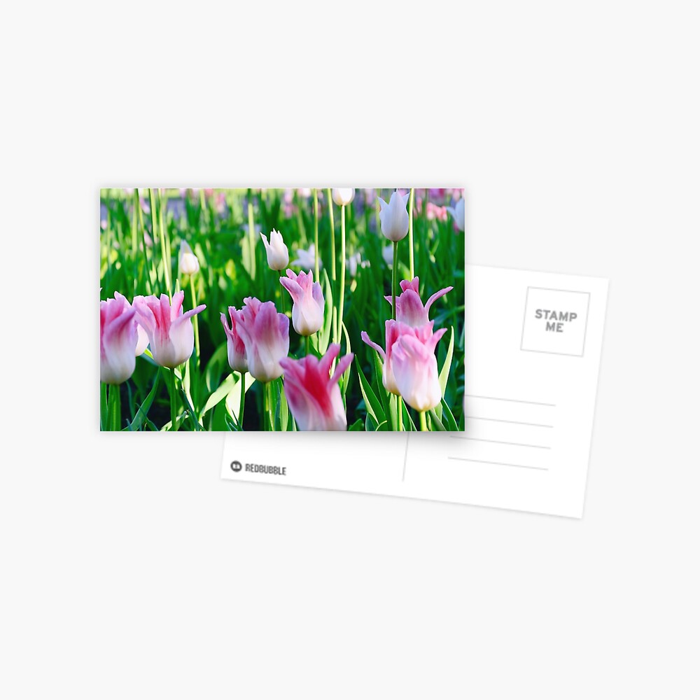 Item preview, Postcard designed and sold by Mallorn.