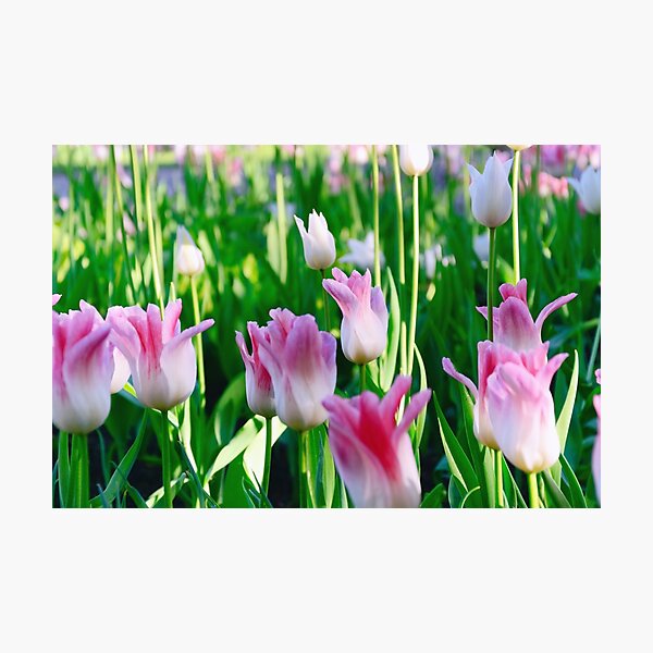 Item preview, Tulips designed and sold by Mallorn.