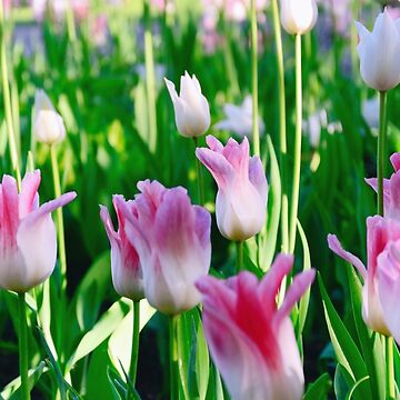 Artwork thumbnail, Tulips by Mallorn