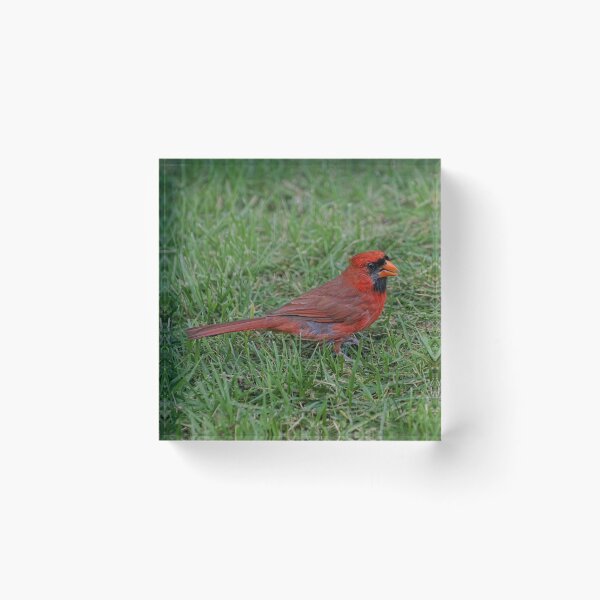 Item preview, Pretty Bird designed and sold by Lanis Rossi.