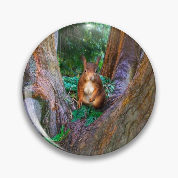 Item preview, Red Squirrel in Conifer Tree designed and sold by Alisonchambers2.