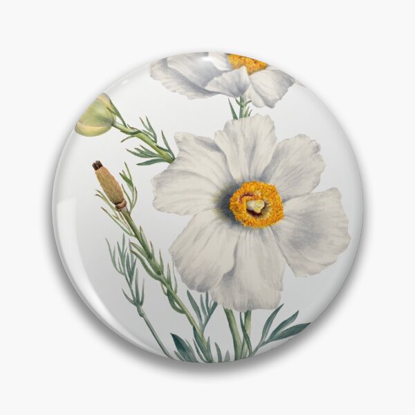 Item preview, Matilija Poppy (Romneya coulteri) (1931) by Mary Vaux Walcott.  designed and sold by LoudLizzy.