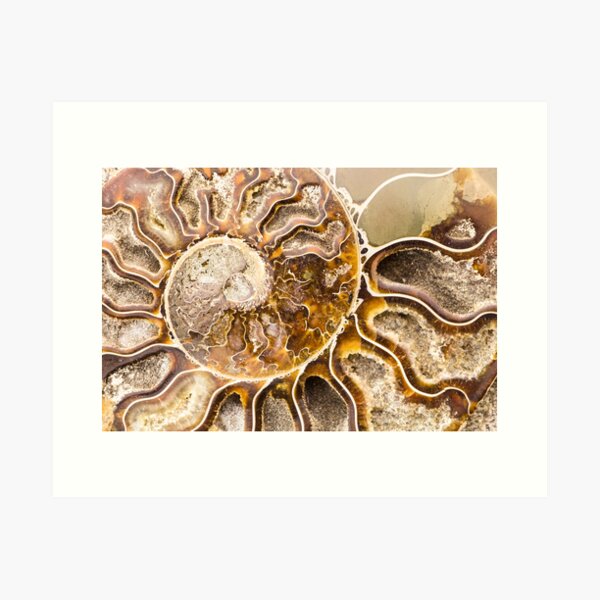 Item preview, Spiral Ammonite fossil designed and sold by OkoLaa.