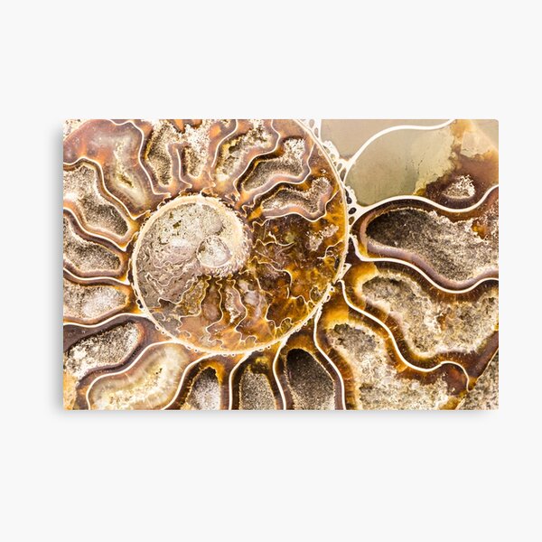 Item preview, Spiral Ammonite fossil designed and sold by OkoLaa.