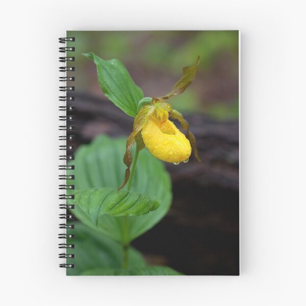 Item preview, Yellow Lady's Slipper designed and sold by Carson Winston.