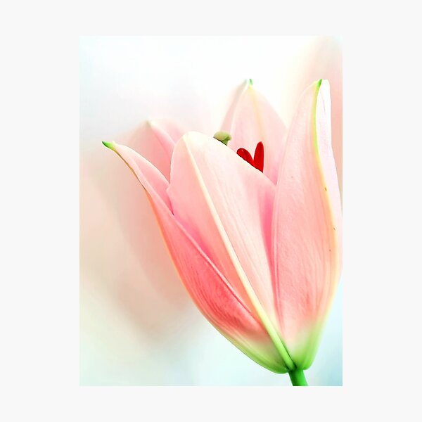 Item preview, Lily with heart designed and sold by AlternativeHue.