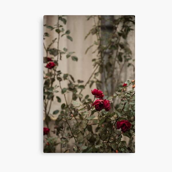 roses are blue Canvas Print