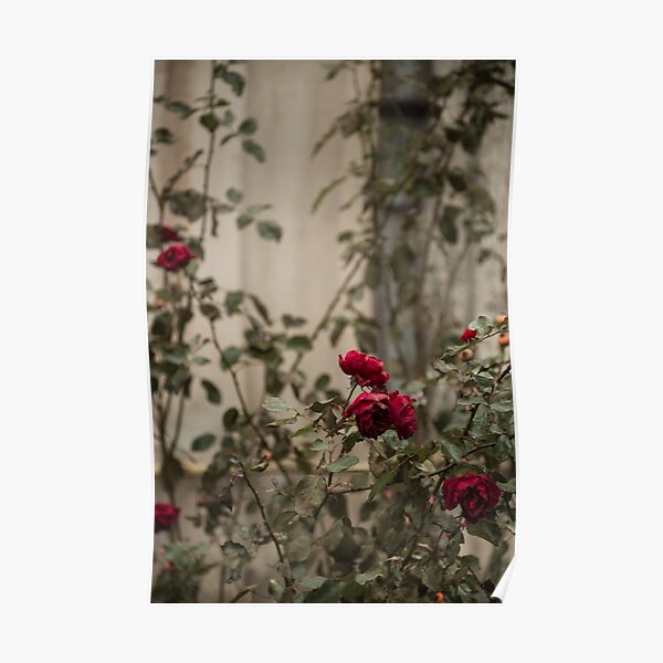 roses are blue Poster