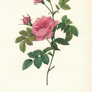 Artwork thumbnail, Amazing Pink Roses by Studio66Designs