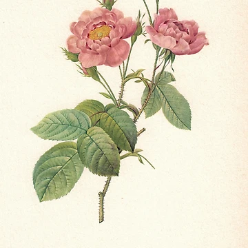 Artwork thumbnail, Great Pink Roses by Studio66Designs