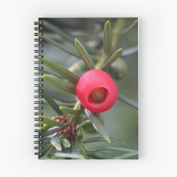 Item preview, A cone of a yew (Taxus baccata) designed and sold by Zosimus.