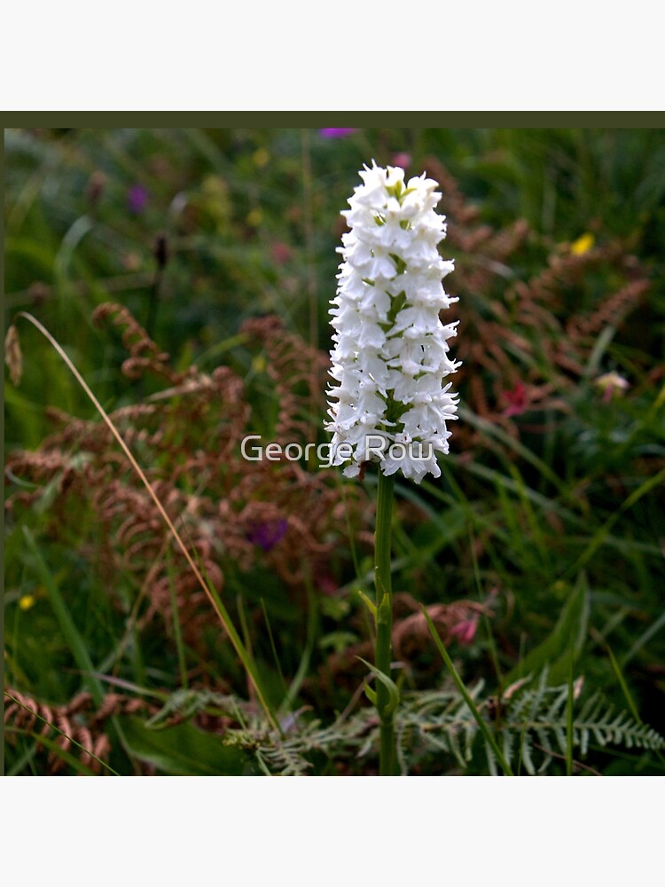 Irish White Orchid, Inishmore by VeryIreland