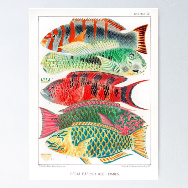 Item preview, Great Barrier Reef Fishes from Australia designed and sold by redoARTstore.