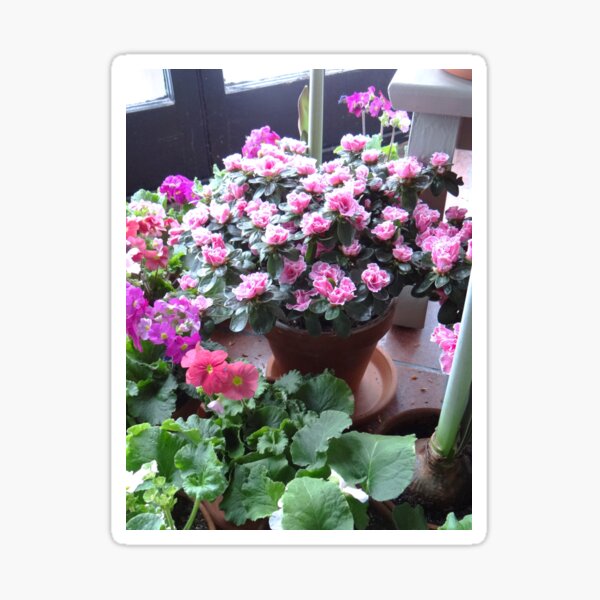 Azaleas and Primrose Sticker