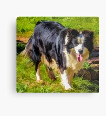Border Collie - Color Metal Print