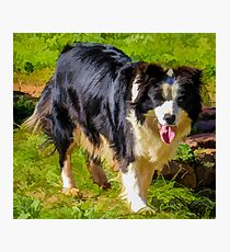 Border Collie - Color Photographic Print