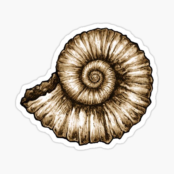 Ammonite Fossil Sticker