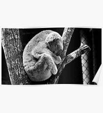 Koalabär, der im Baum schläft Poster