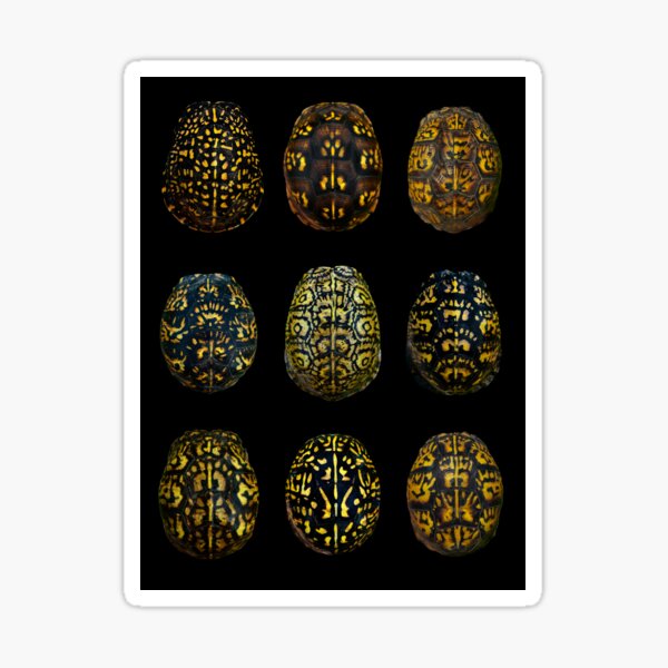 Item preview, The Beauty of Eastern Box Turtles 2nd Edition designed and sold by Seth LaGrange.