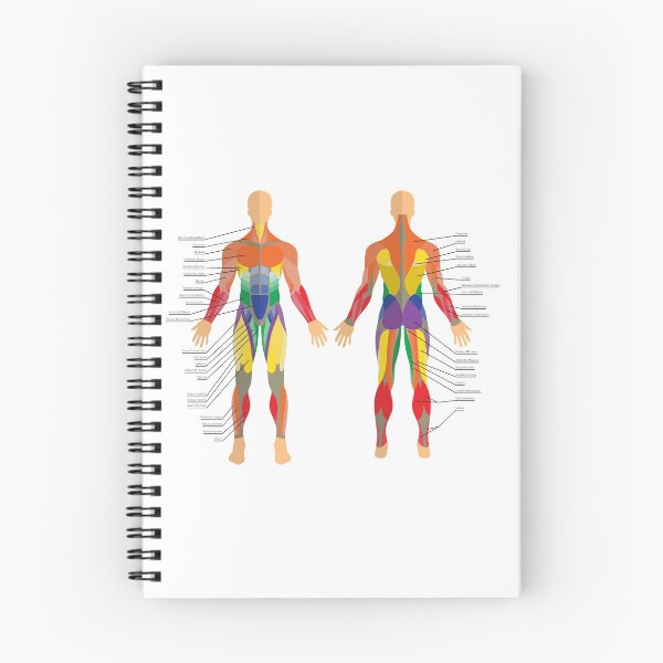 Item preview, Human muscle allowance designed and sold by NastyaSigne.