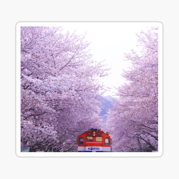 Cherry Blossom Train in Jinhae Sticker