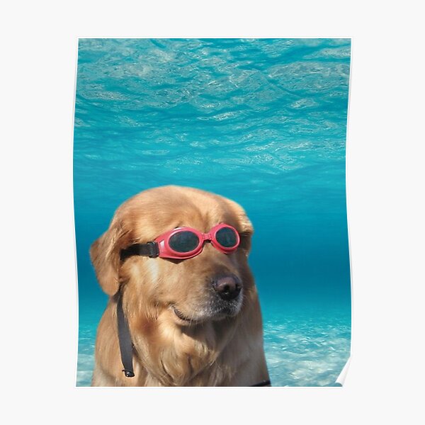 Schwimmerhund Poster
