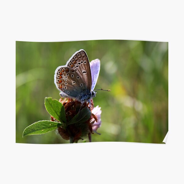 Little Blue Butterfly Poster