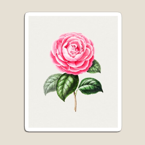 Item preview, Vintage Botanical Hand Drawn Pink Camellia designed and sold by PowderLanePress.