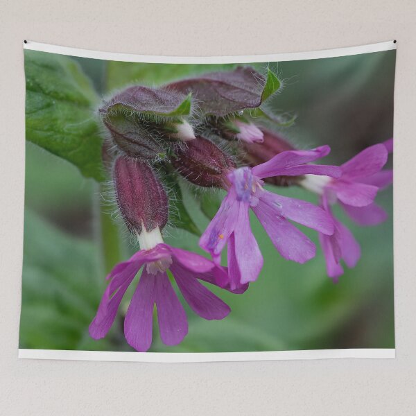 Item preview, English Wild Flowers - Red Campion  designed and sold by Violaman.