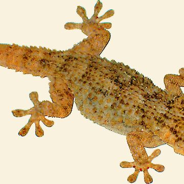 Artwork thumbnail, French Gecko by AnnetteArt